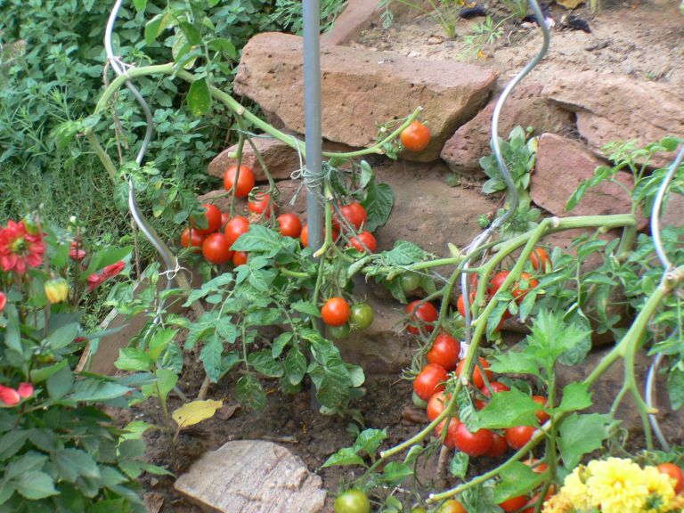 Tomaten